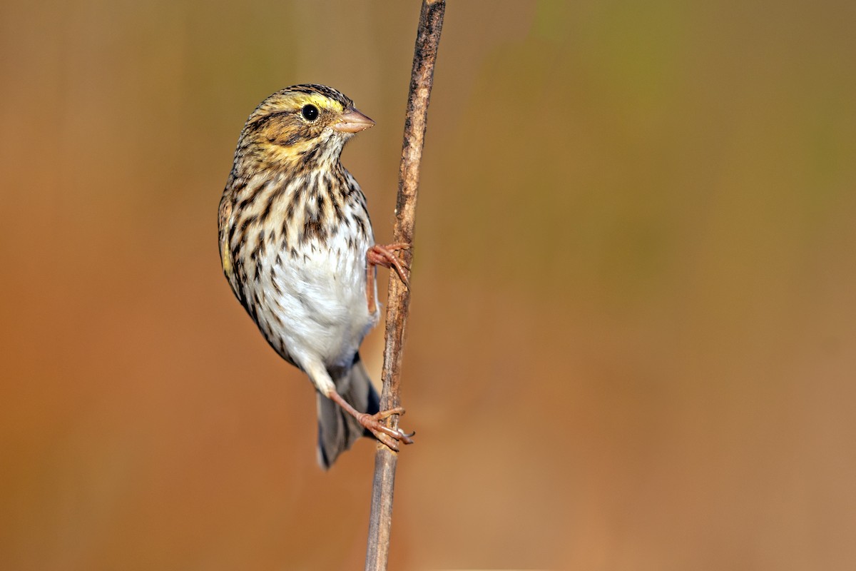 Savannah Sparrow - ML271802071