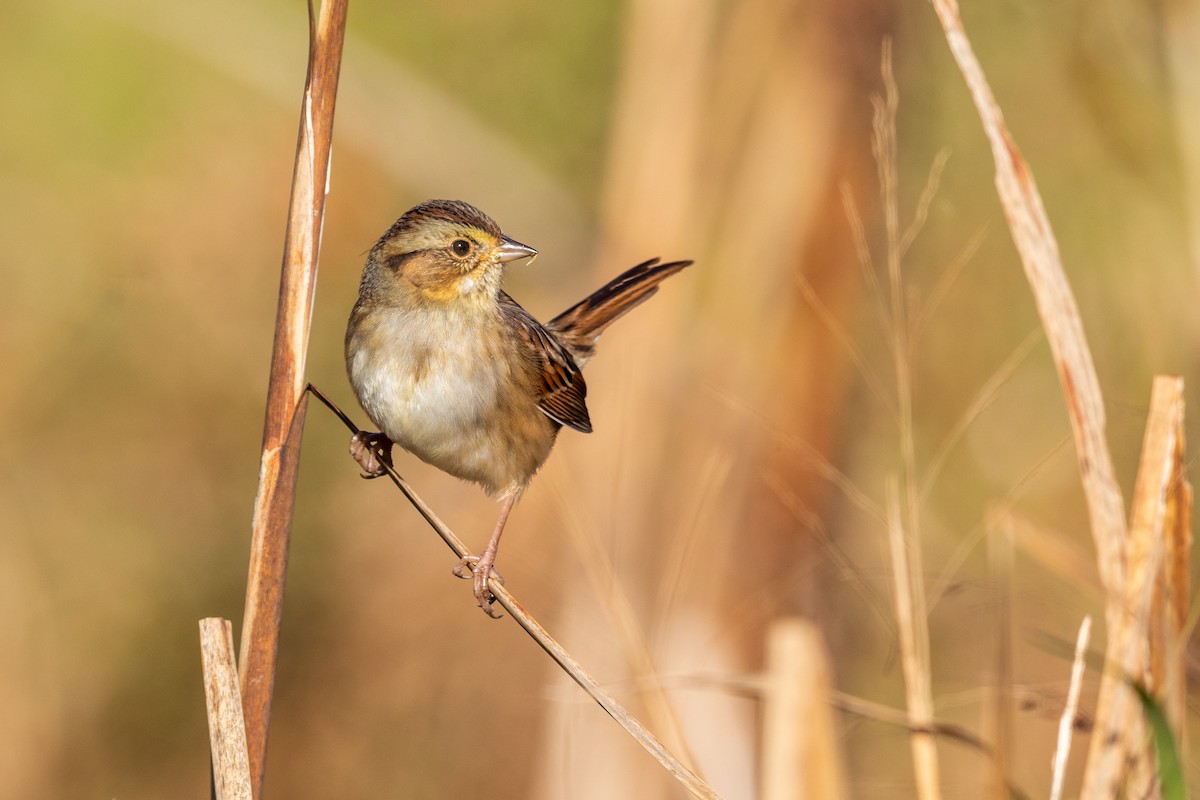 Swamp Sparrow - Brad Imhoff