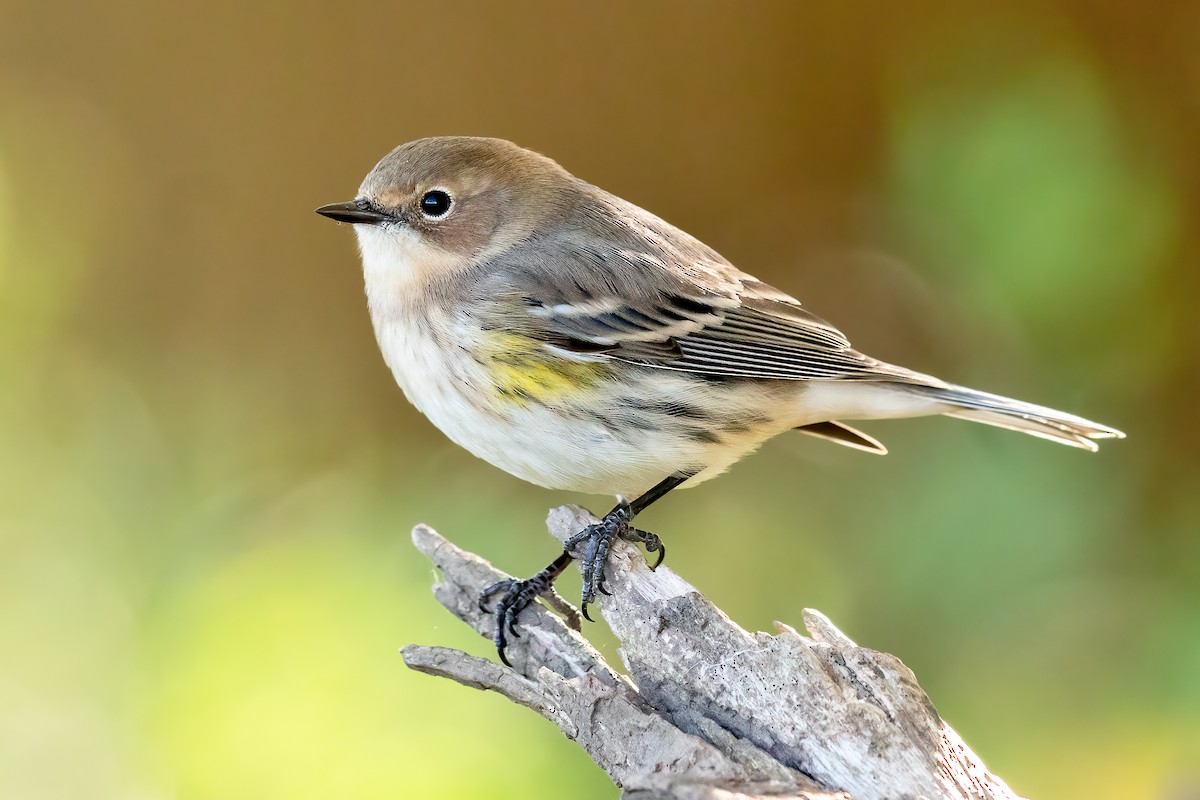 Пісняр-лісовик жовтогузий (підвид coronata) - ML271802571