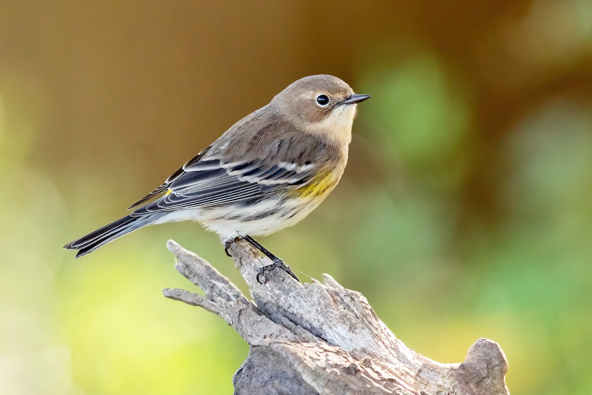 Пісняр-лісовик жовтогузий (підвид coronata) - ML271802651