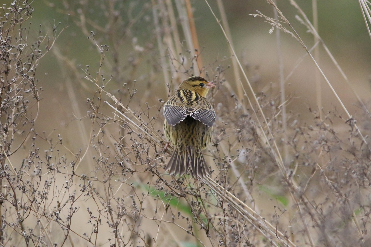 Bobolink - ML271803801