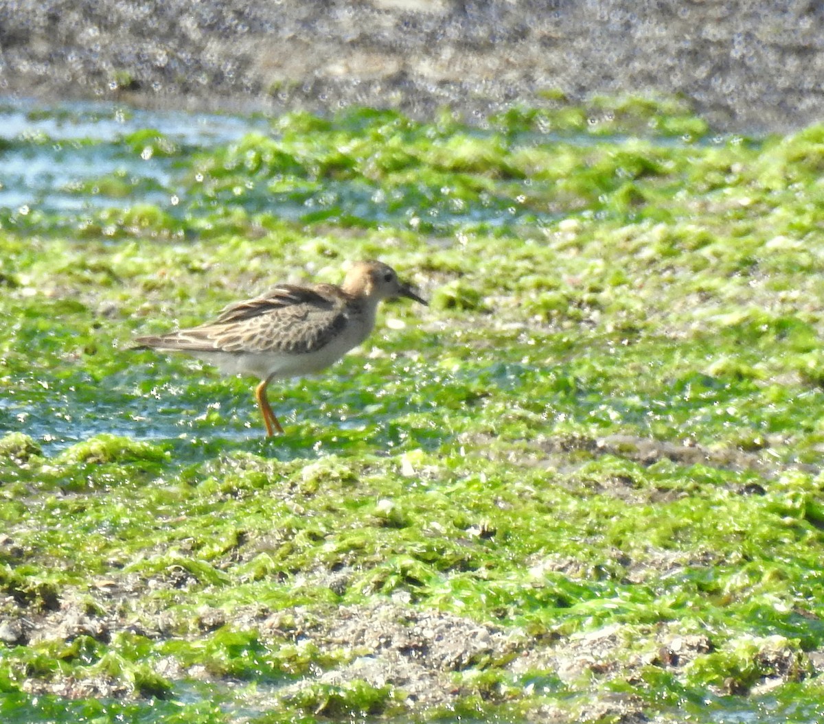 Buff-breasted Sandpiper - ML271806881