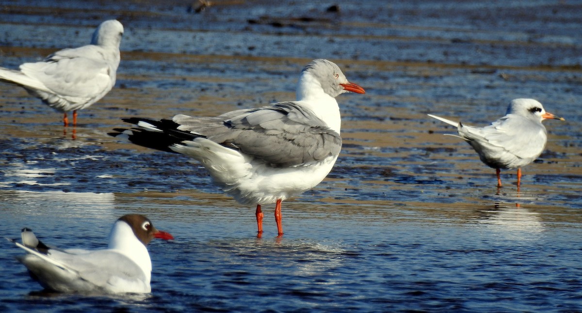 Gray-hooded Gull - ML271806991