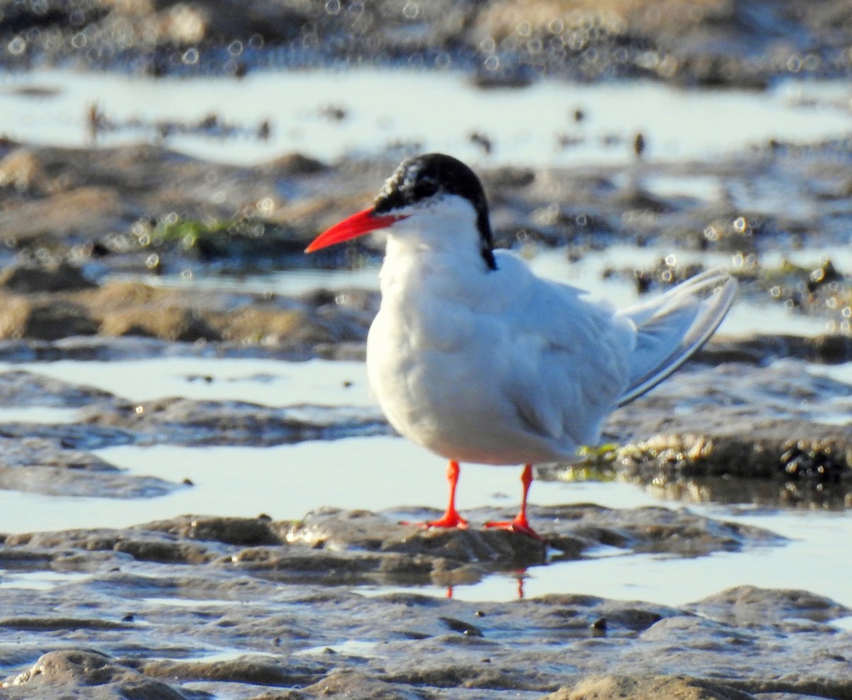 South American Tern - ML271807141