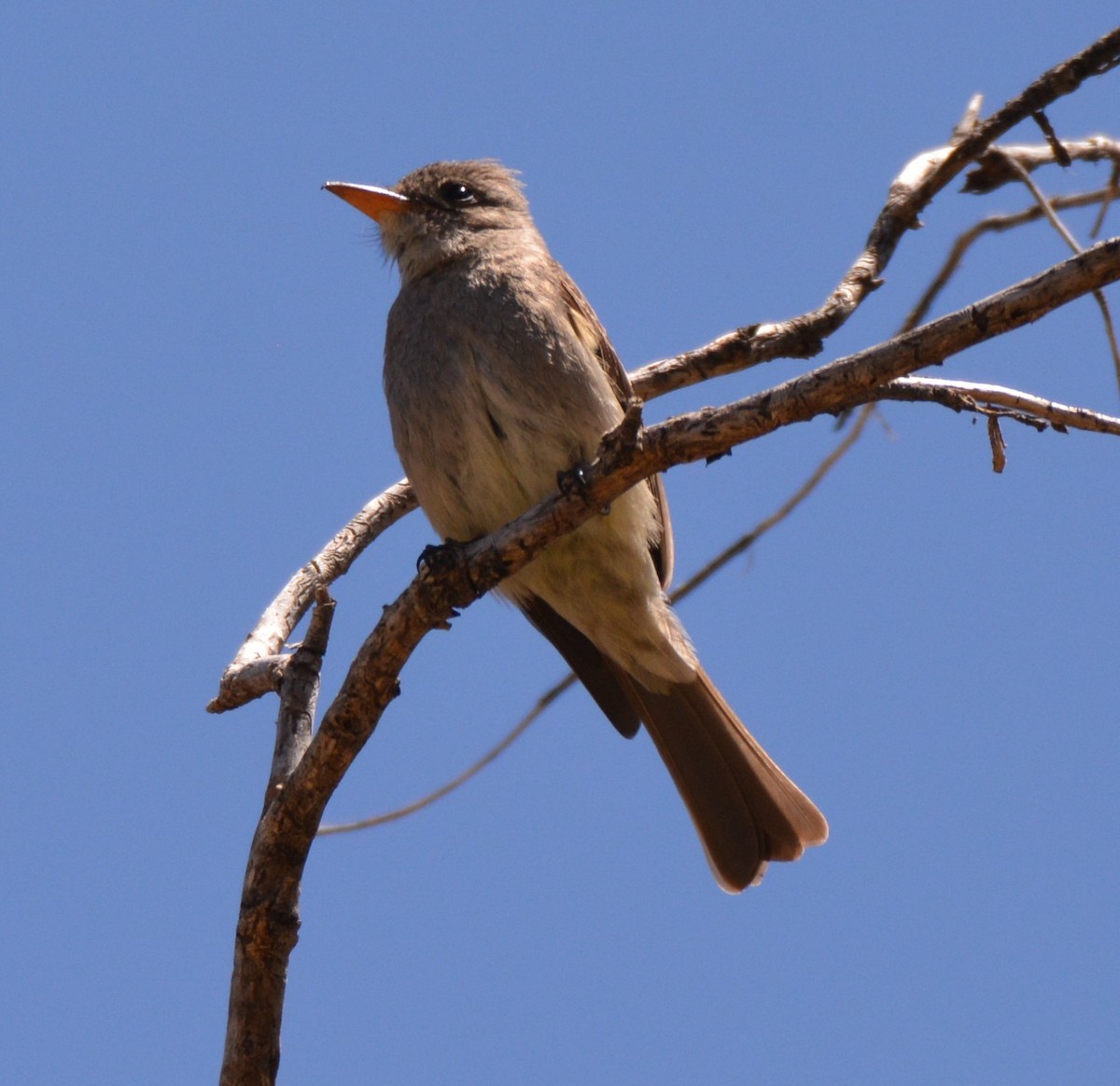 Greater Pewee - ML27180791