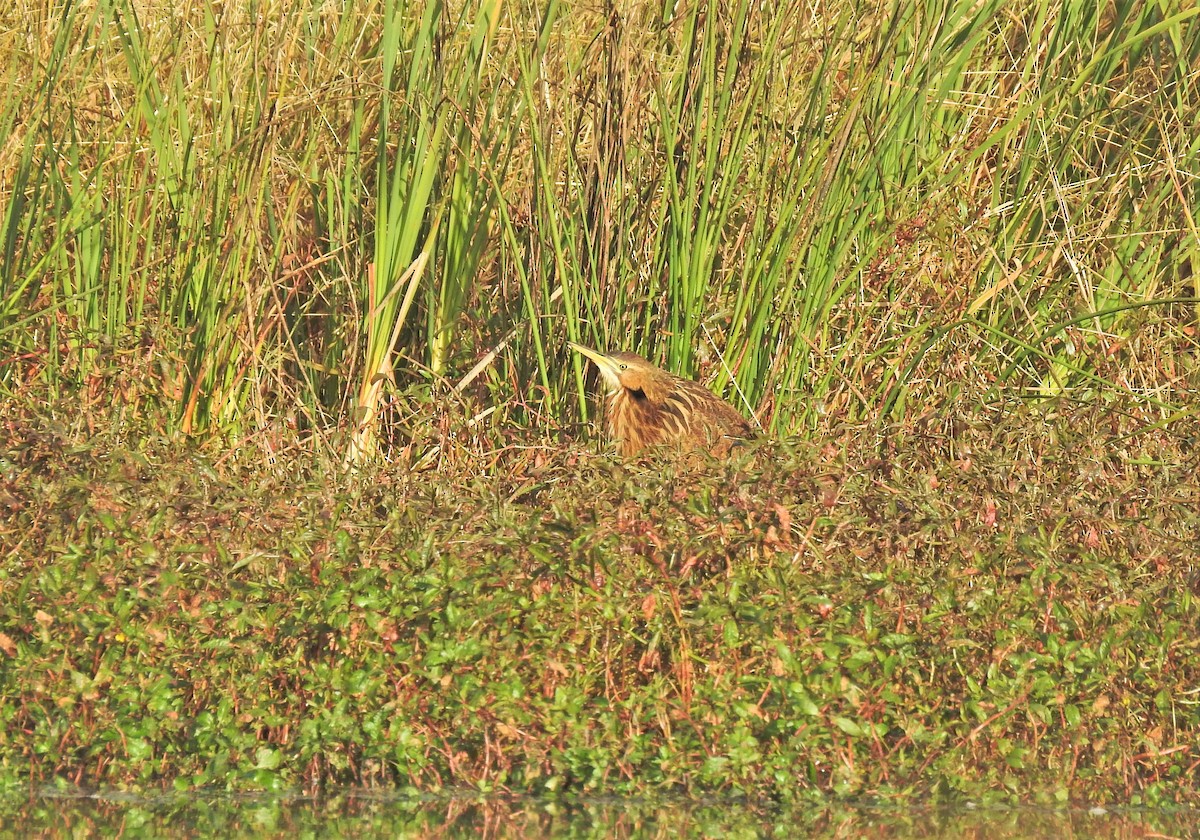 American Bittern - ML271808391