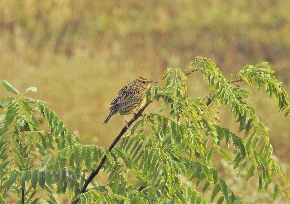 Eastern Meadowlark (Eastern) - ML271808581