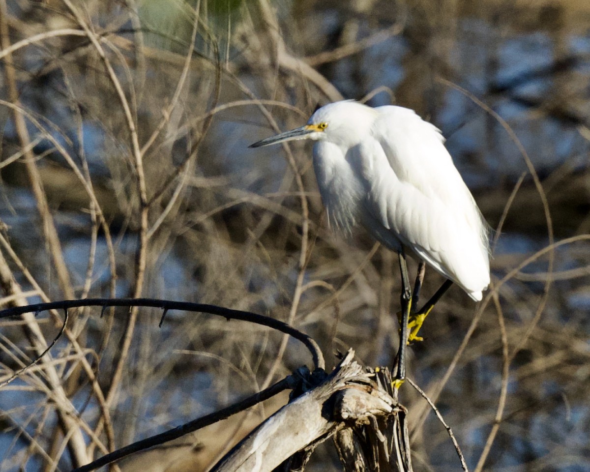 Snowy Egret - ML271808661