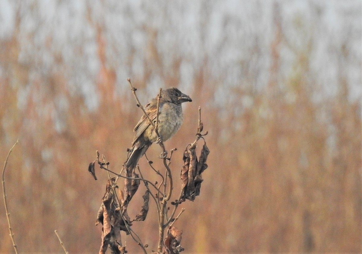 Blue Grosbeak - ML271808741