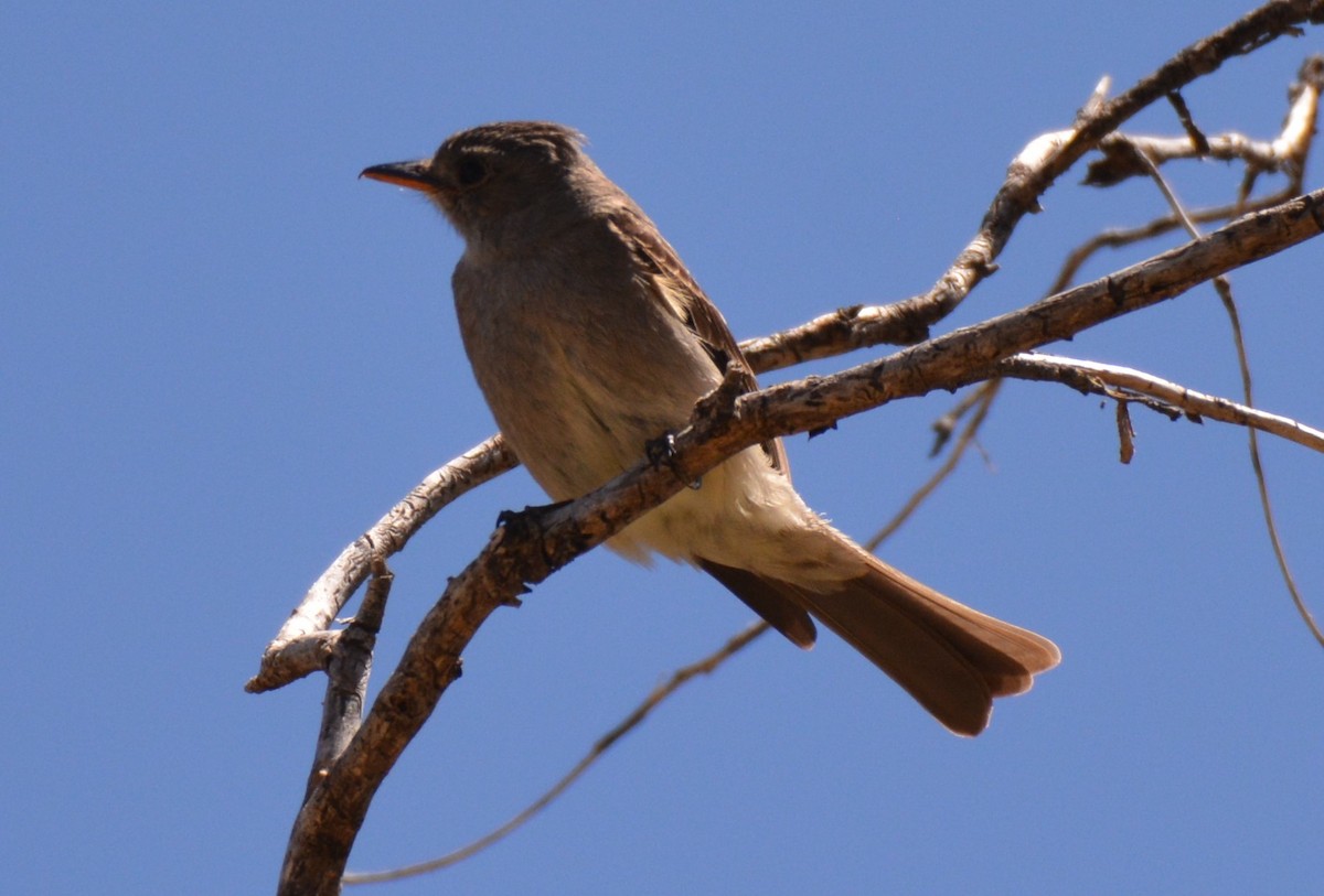 Greater Pewee - ML27180911
