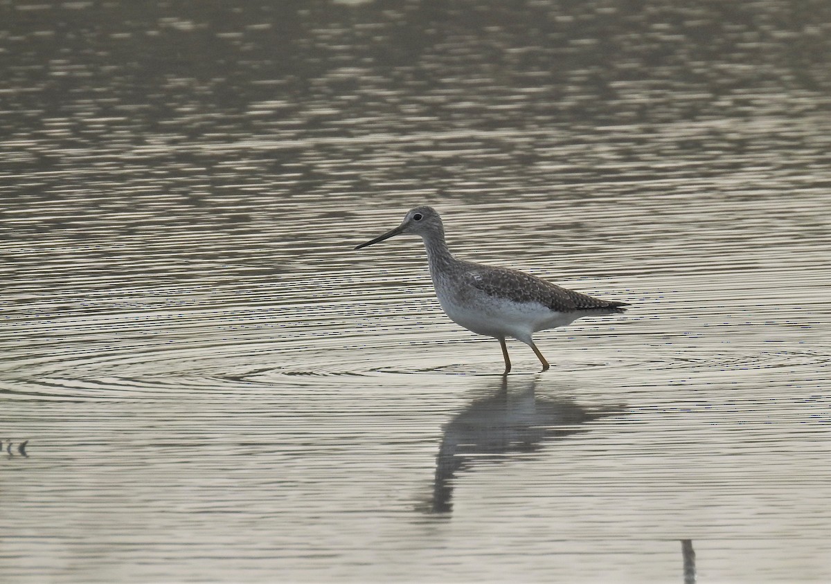 Greater Yellowlegs - ML271809111