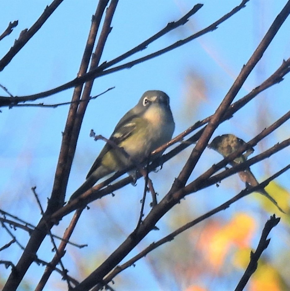Blue-headed Vireo - ML271809591