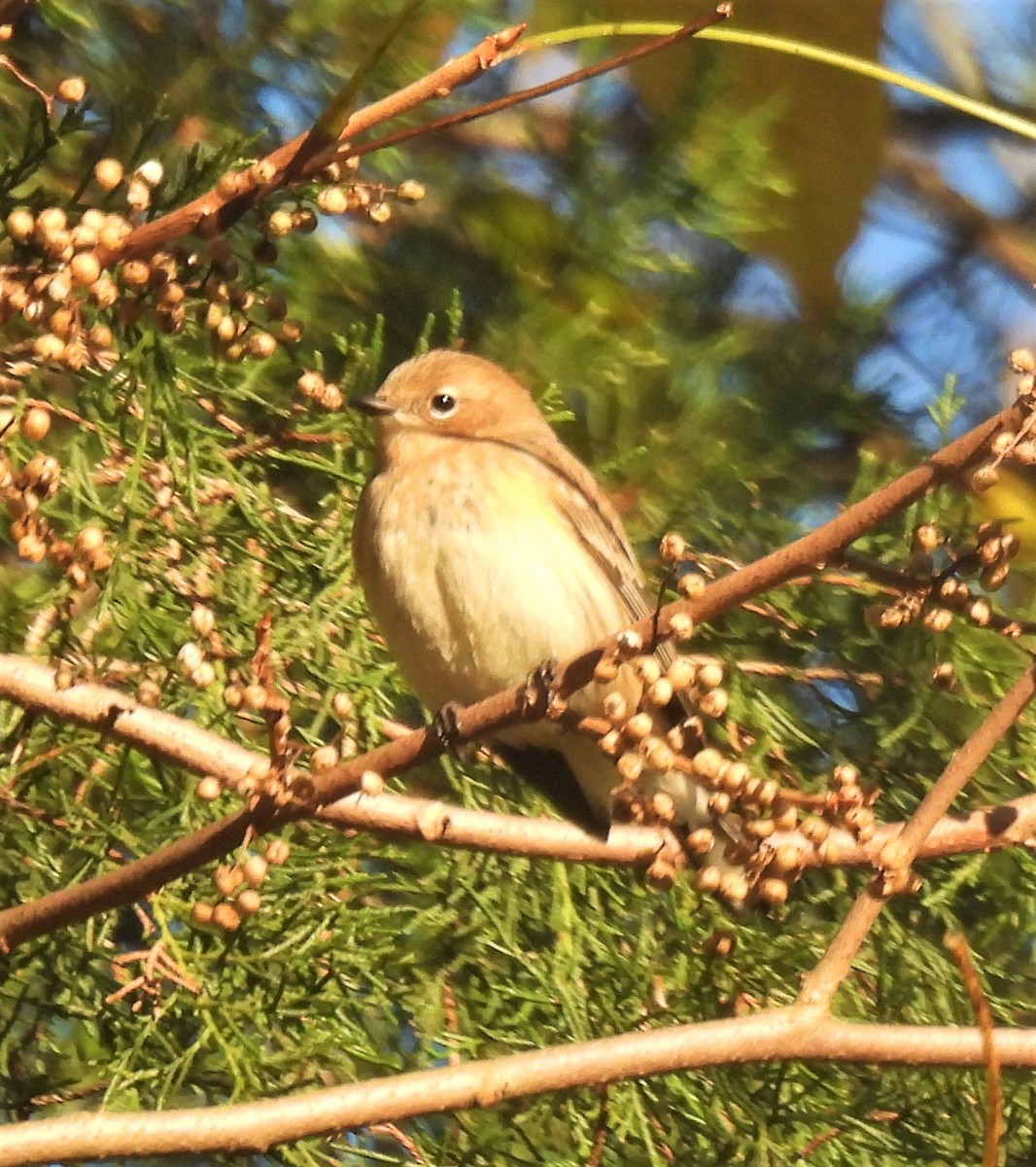 Yellow-rumped Warbler - Michelle Forte