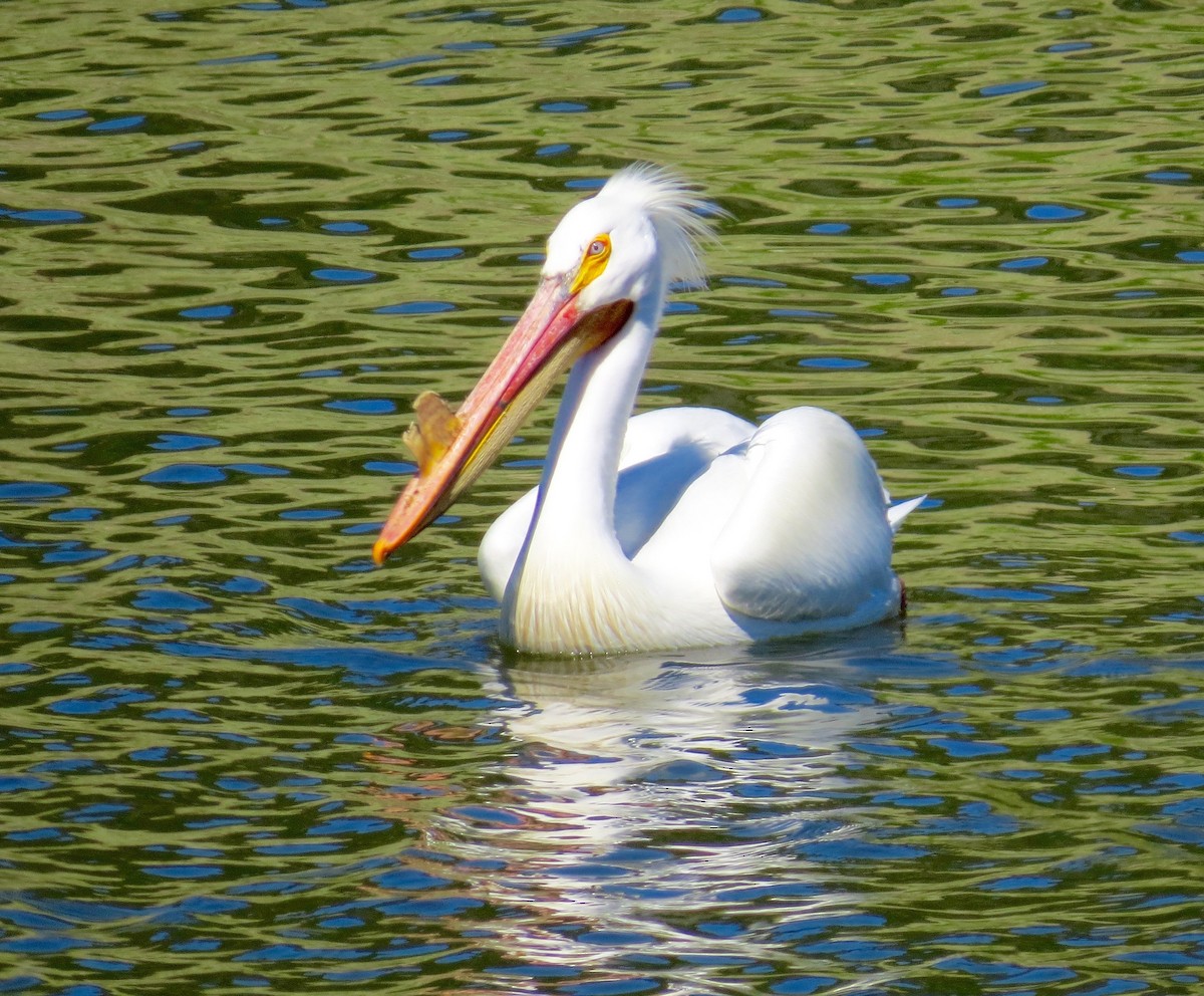 American White Pelican - ML27181251