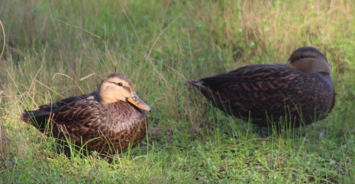 Mottled Duck - Mitch Foret