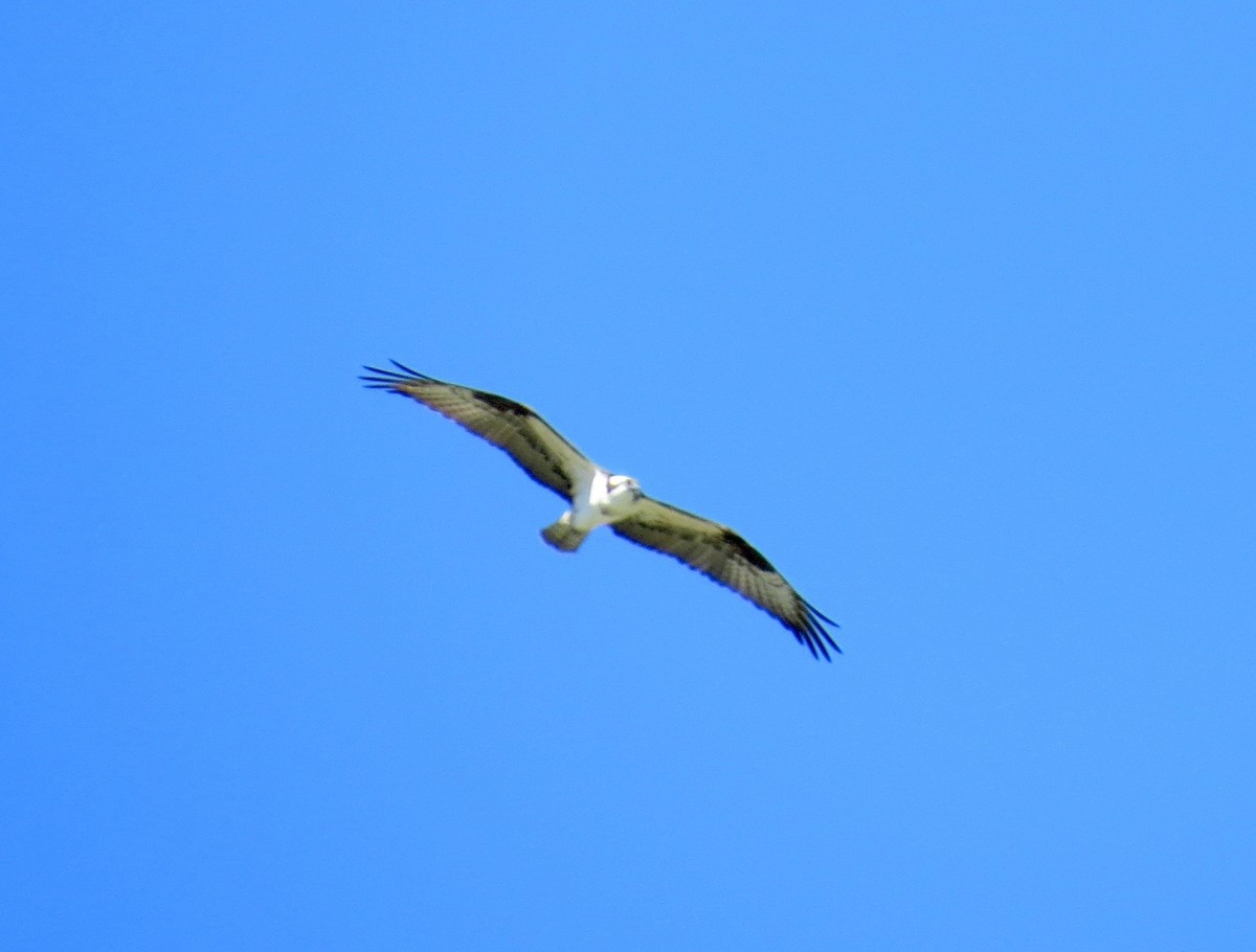 fiskeørn - ML27181281