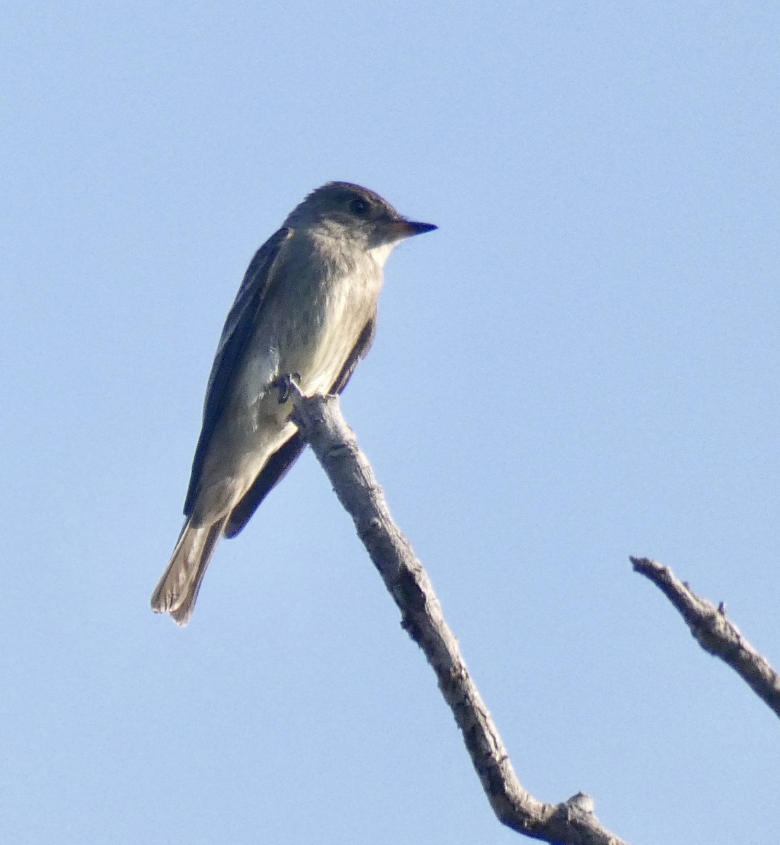 Western Wood-Pewee - ML271813091