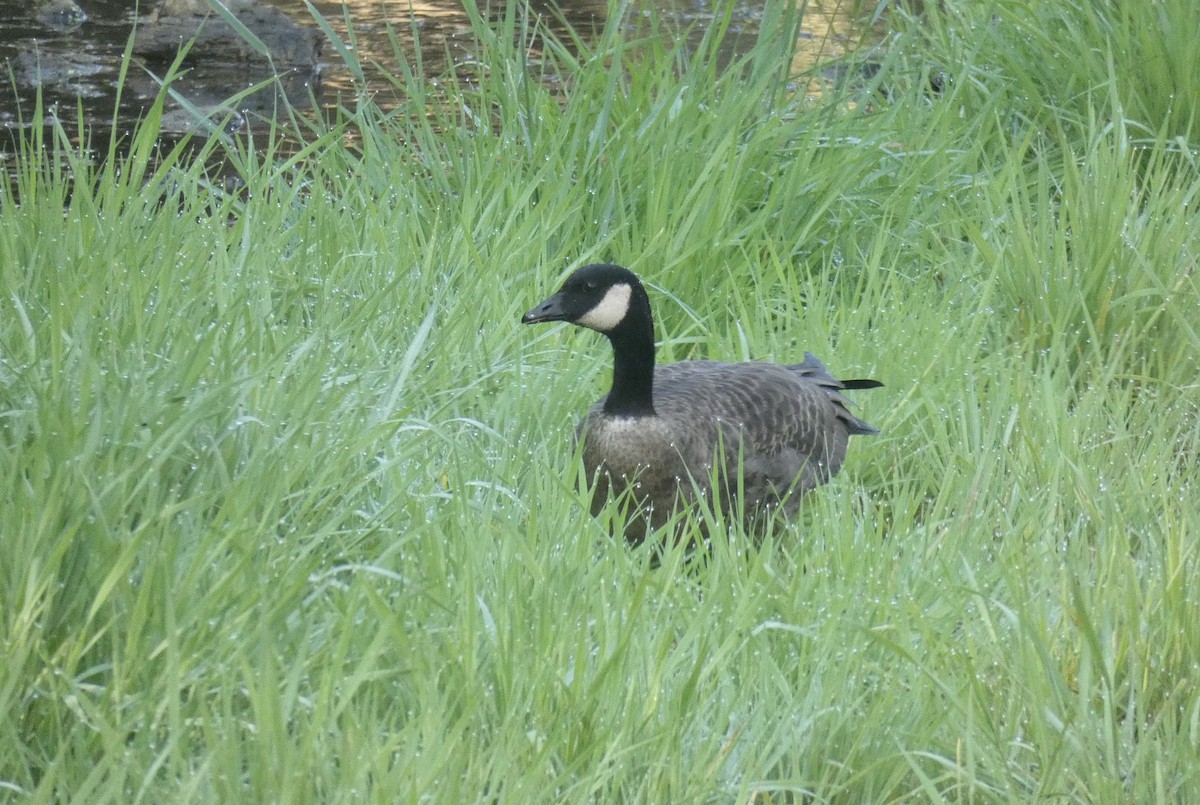 Cackling Goose - ML271813521