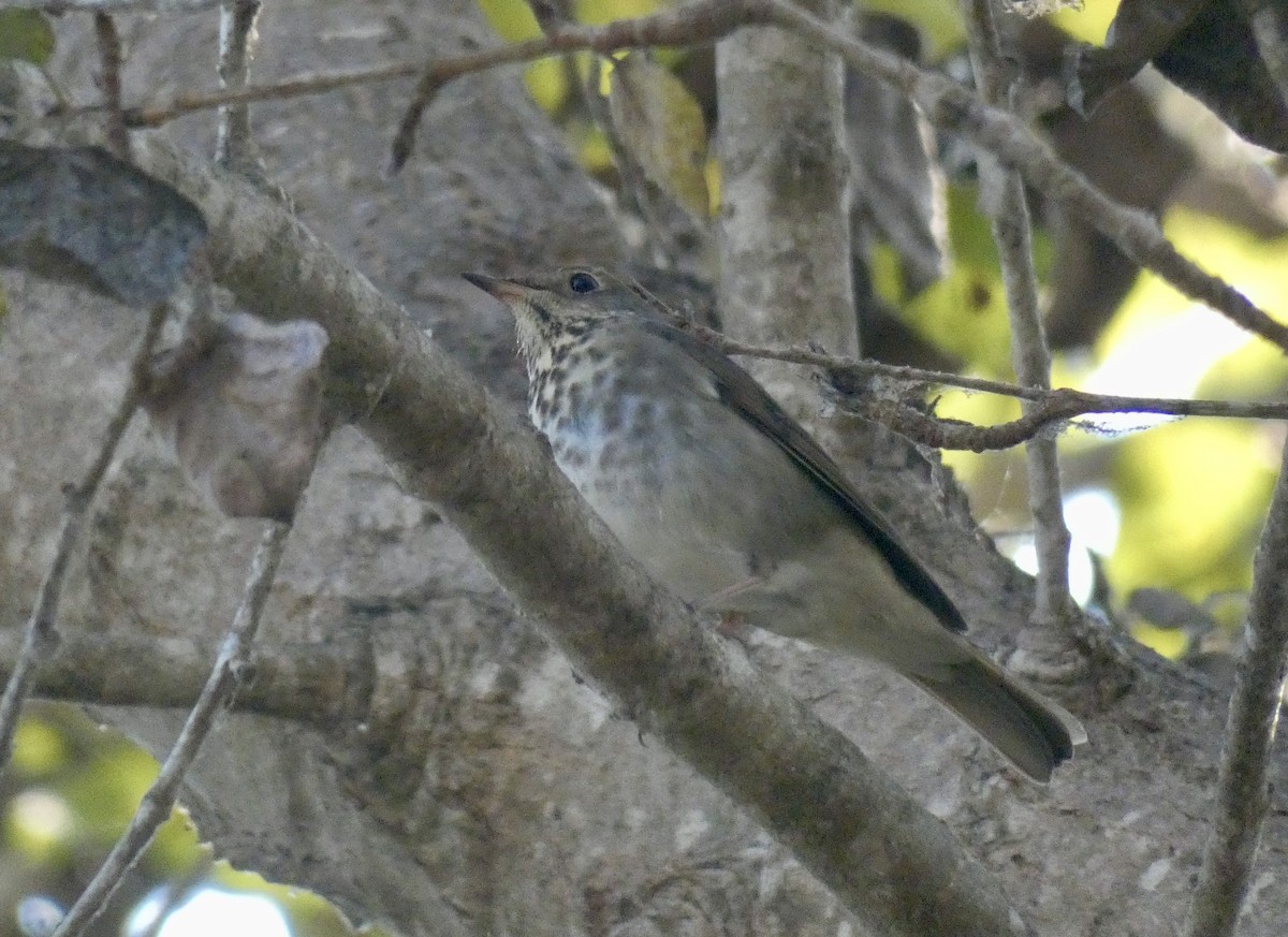 Hermit Thrush - John Callender