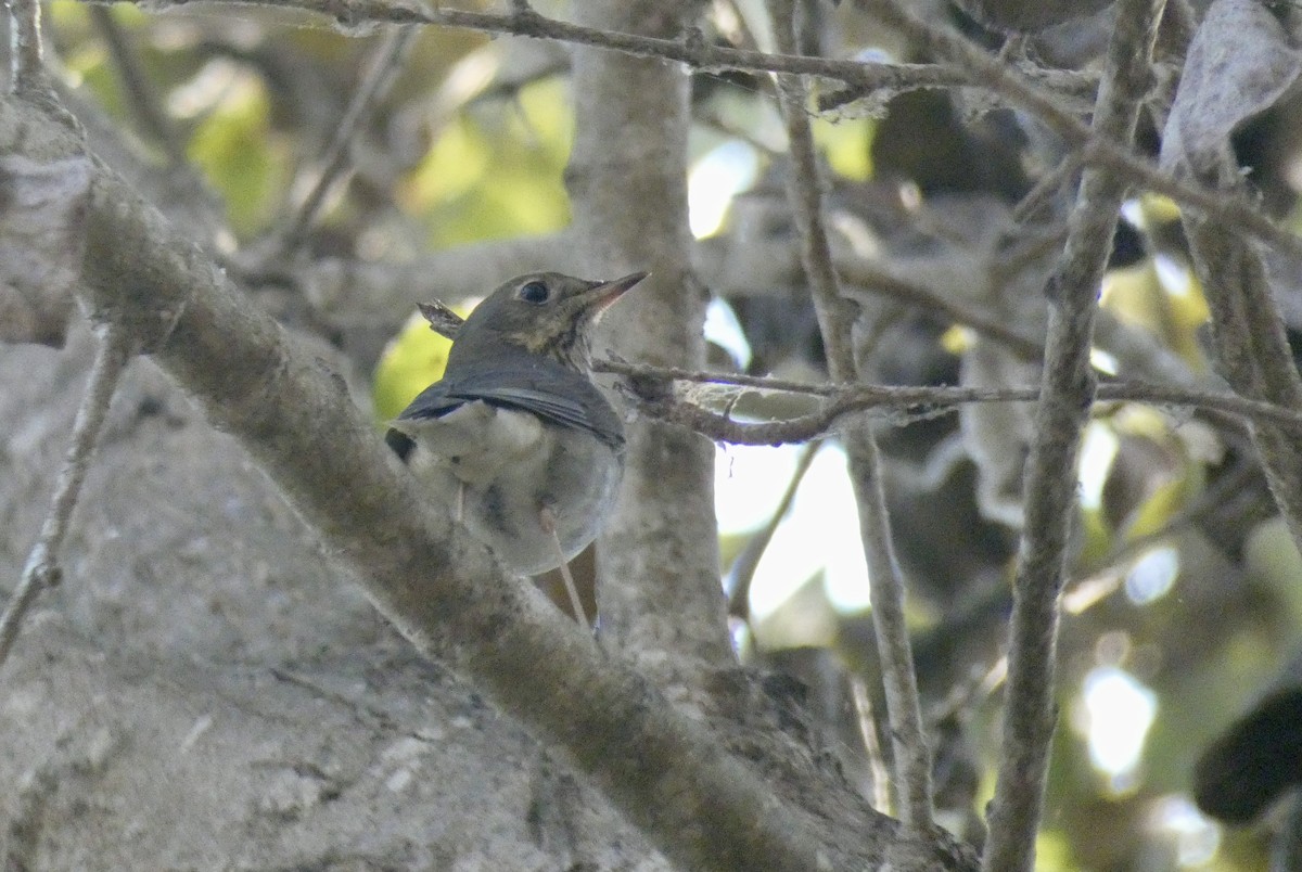 Hermit Thrush - ML271815091