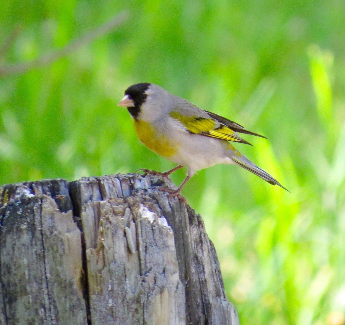 gråstillits - ML27181551