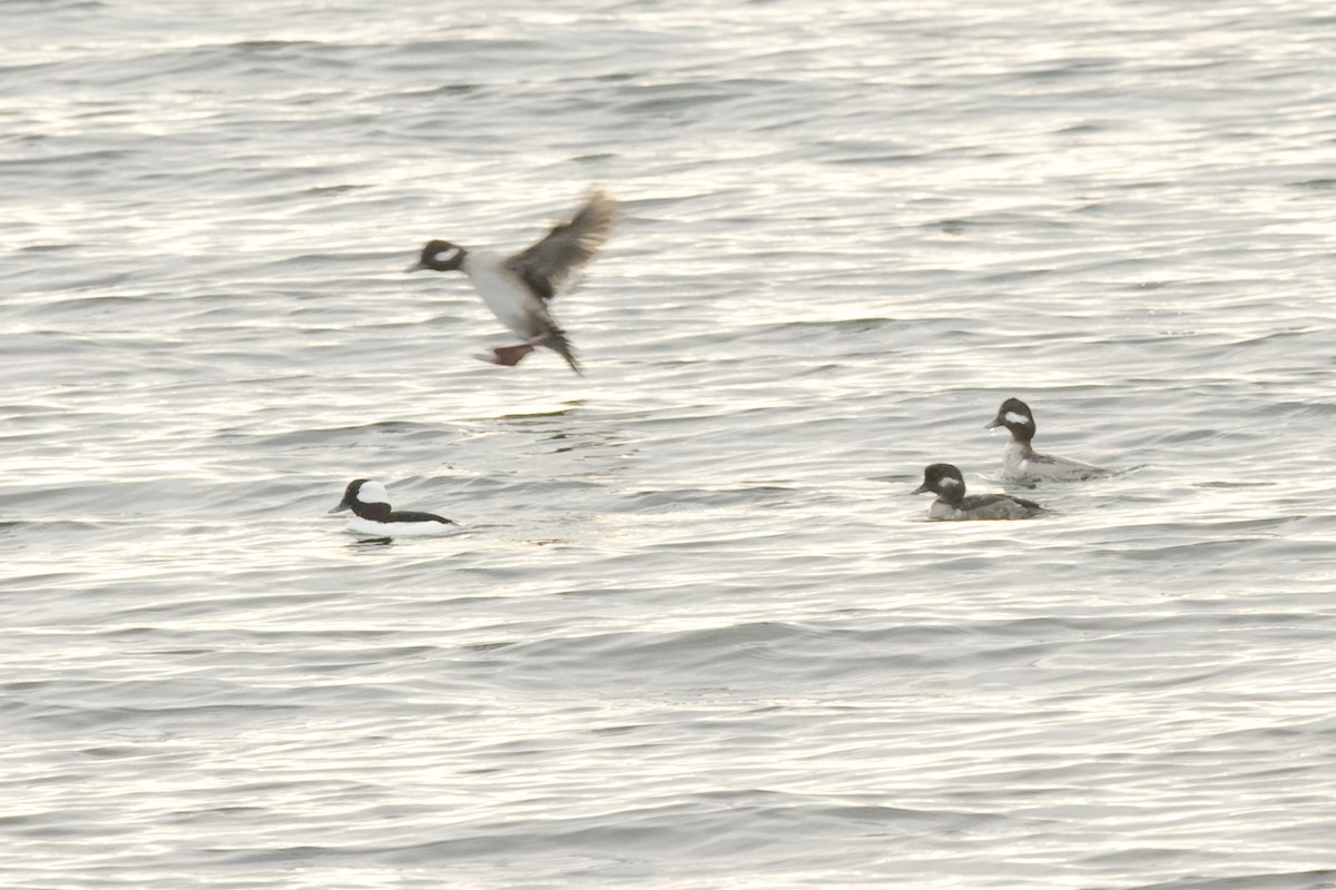 Bufflehead - ML27181631