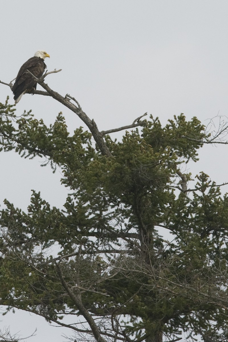 Bald Eagle - ML27181661