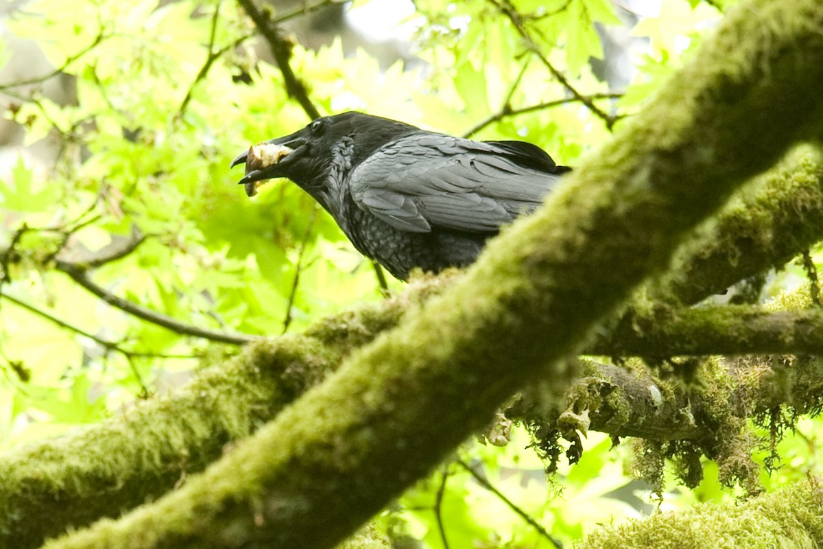 Common Raven - ML27181681