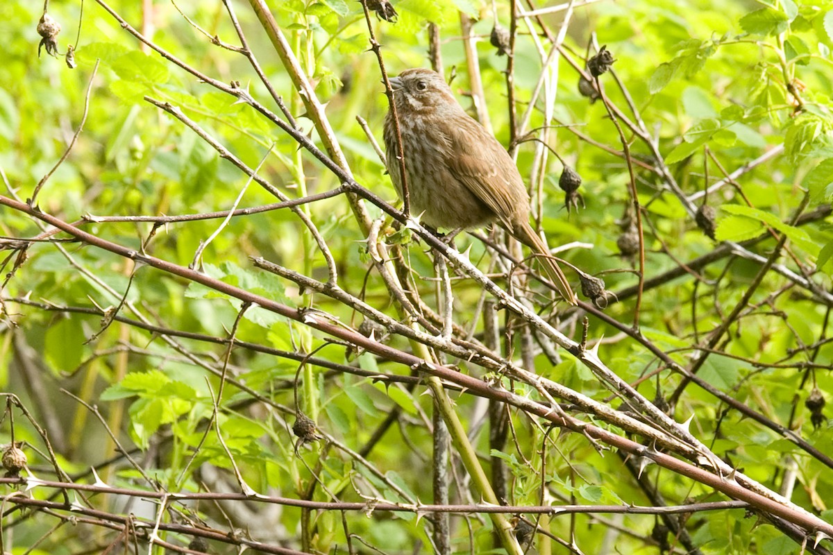 Song Sparrow - ML27181771