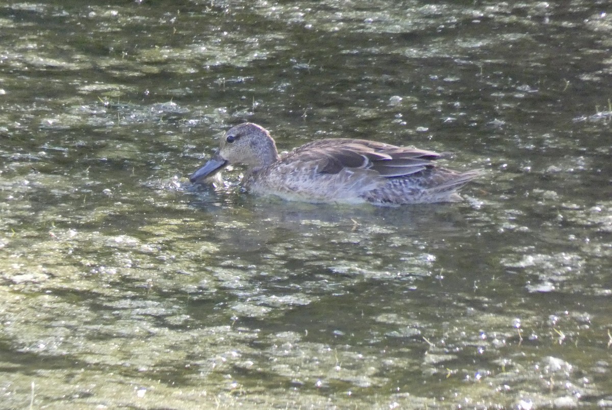 Blue-winged Teal - ML271819541