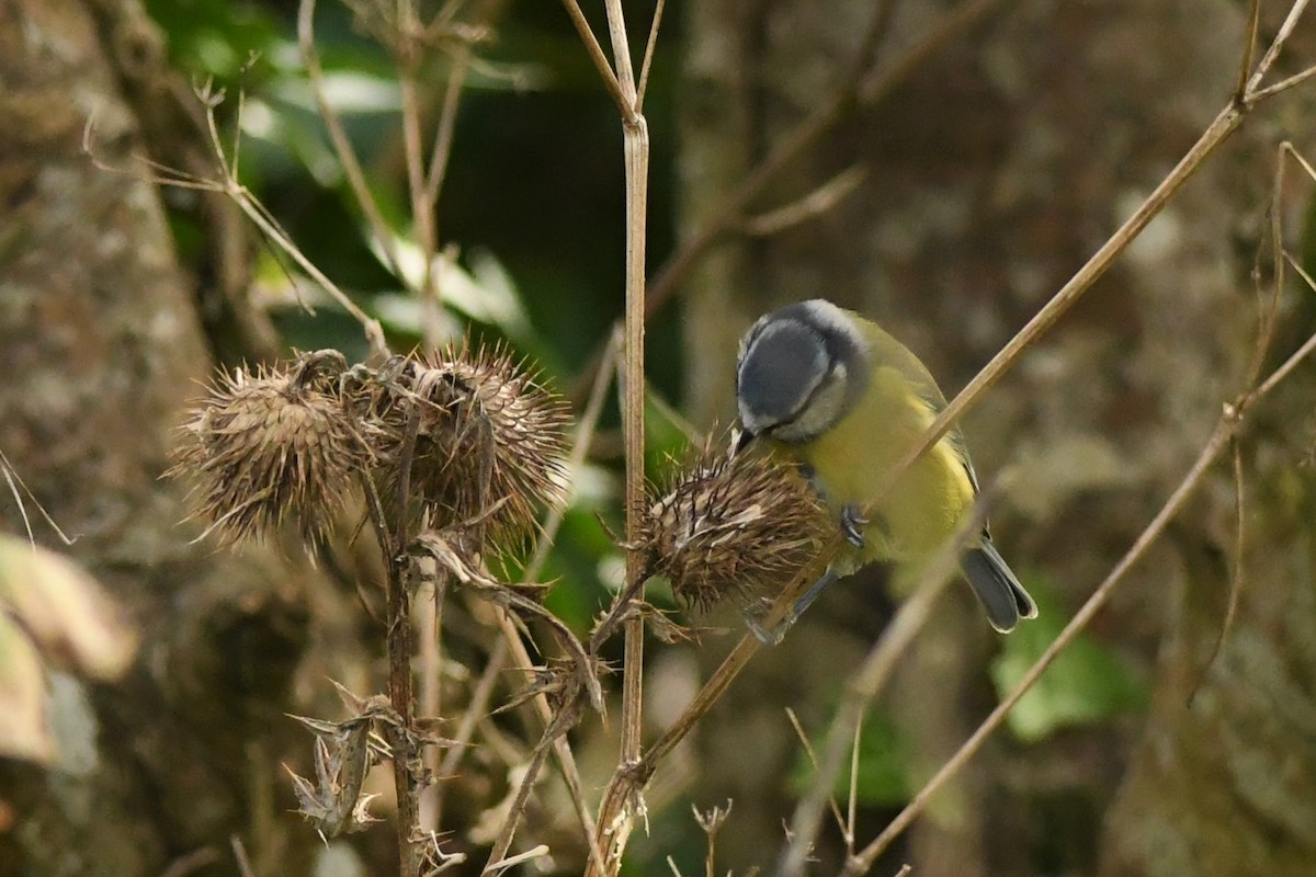 Eurasian Blue Tit - ML271821421