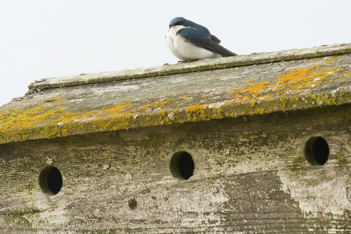 Tree Swallow - ML27182211