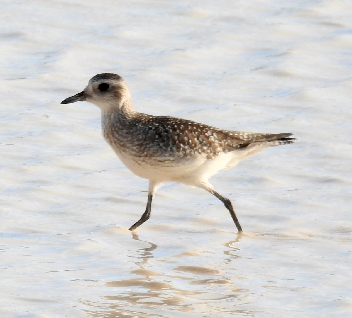 American Golden-Plover - Janet Phillips