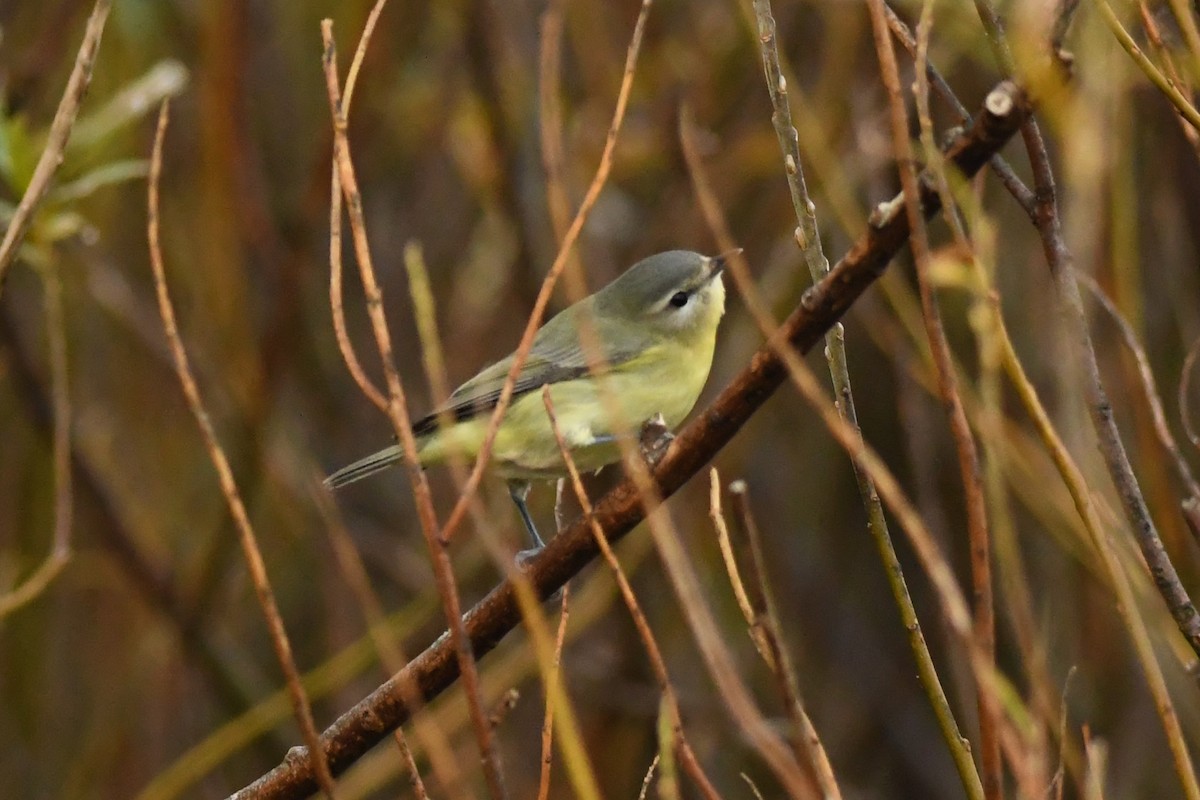 Philadelphia Vireo - ML271822531