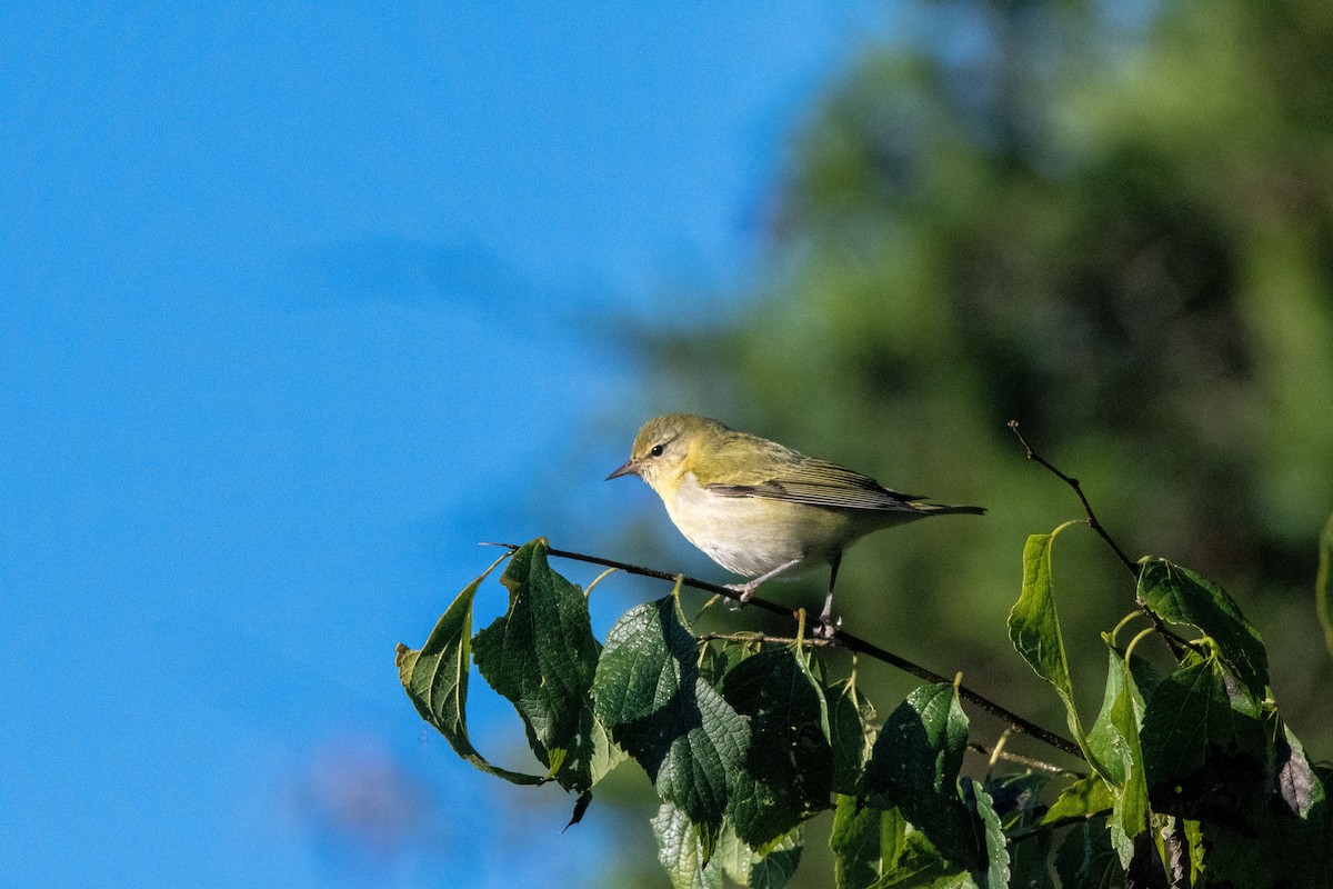 Tennessee Warbler - ML271822551