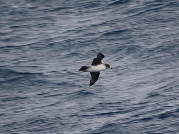 Gray Petrel - ML27182311