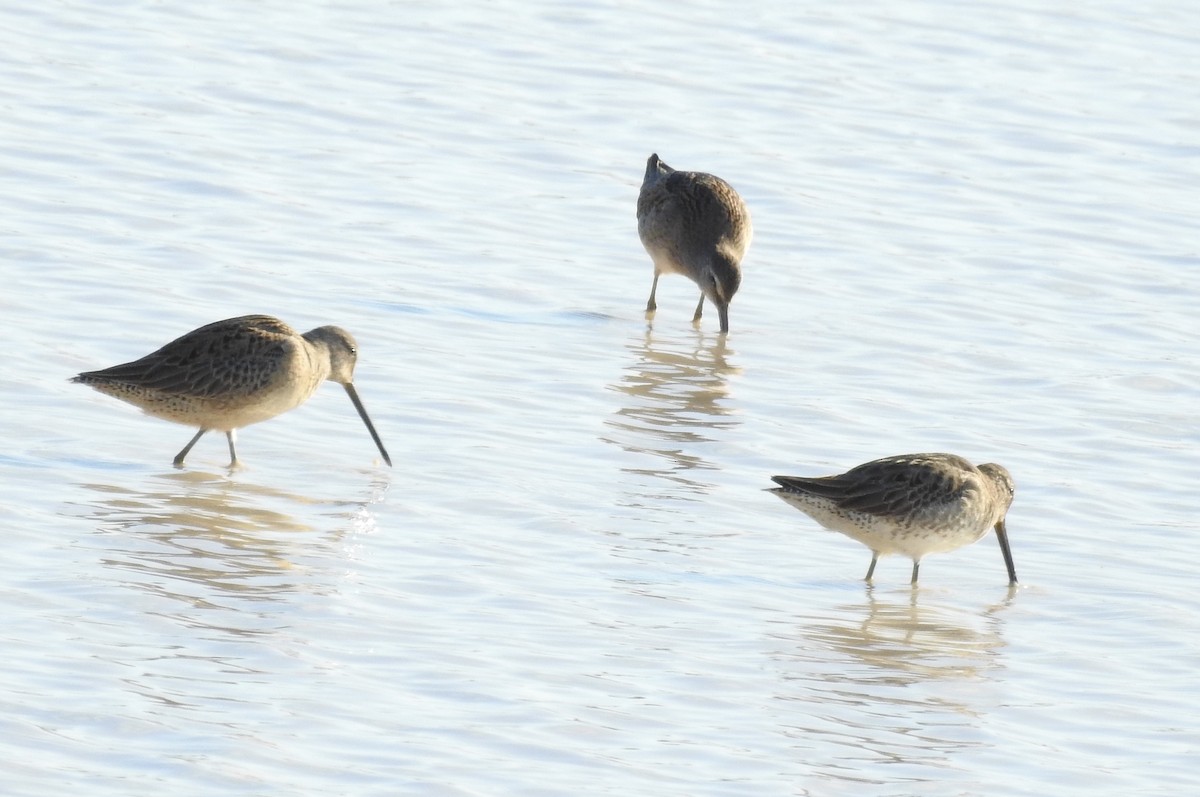Long-billed Dowitcher - ML271823261