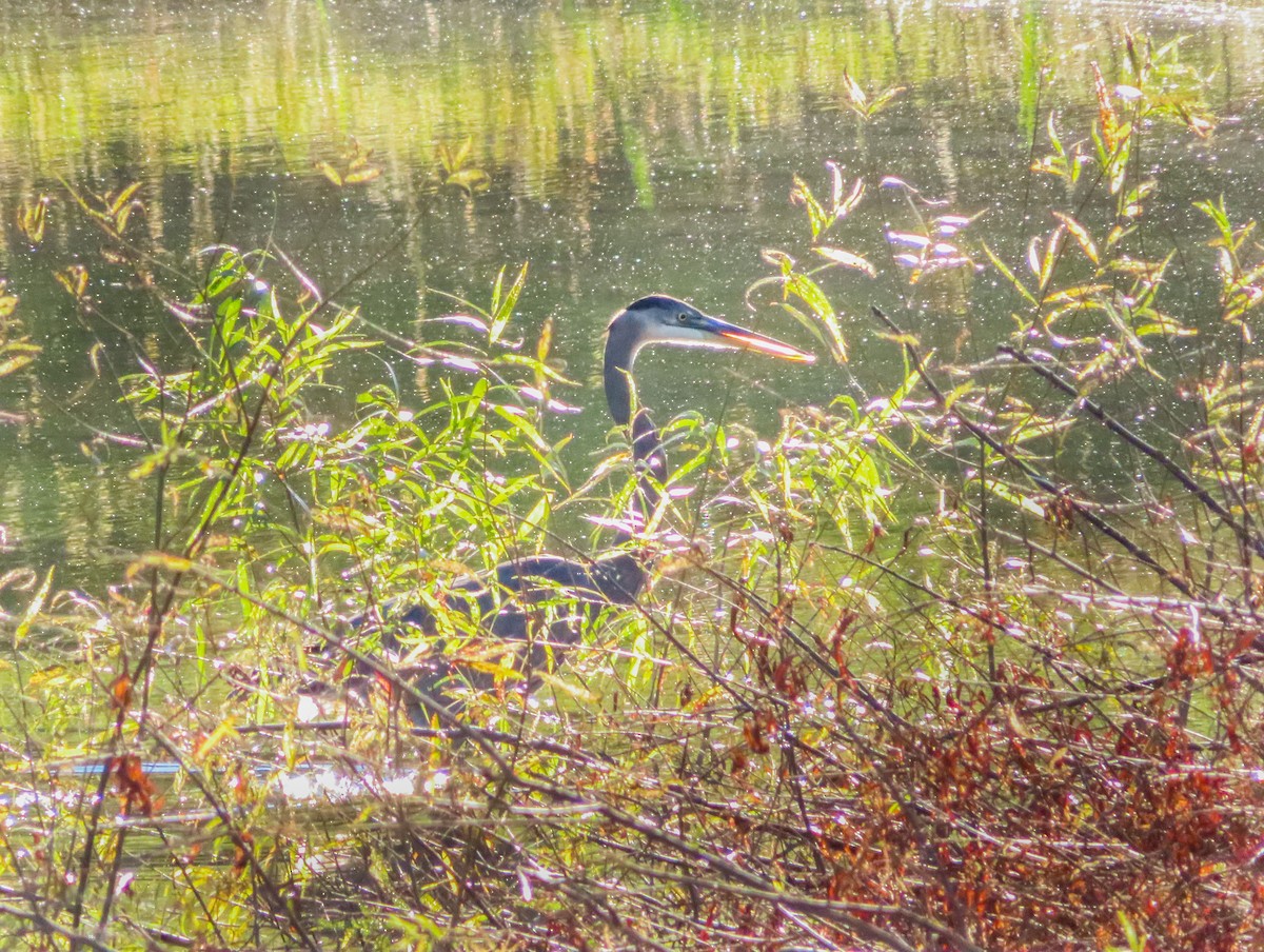 Great Blue Heron - ML271823341