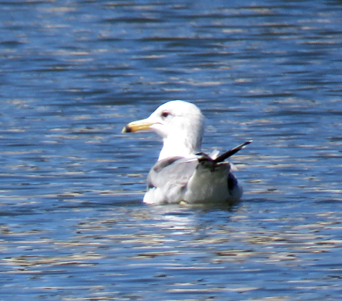 California Gull - ML27182341