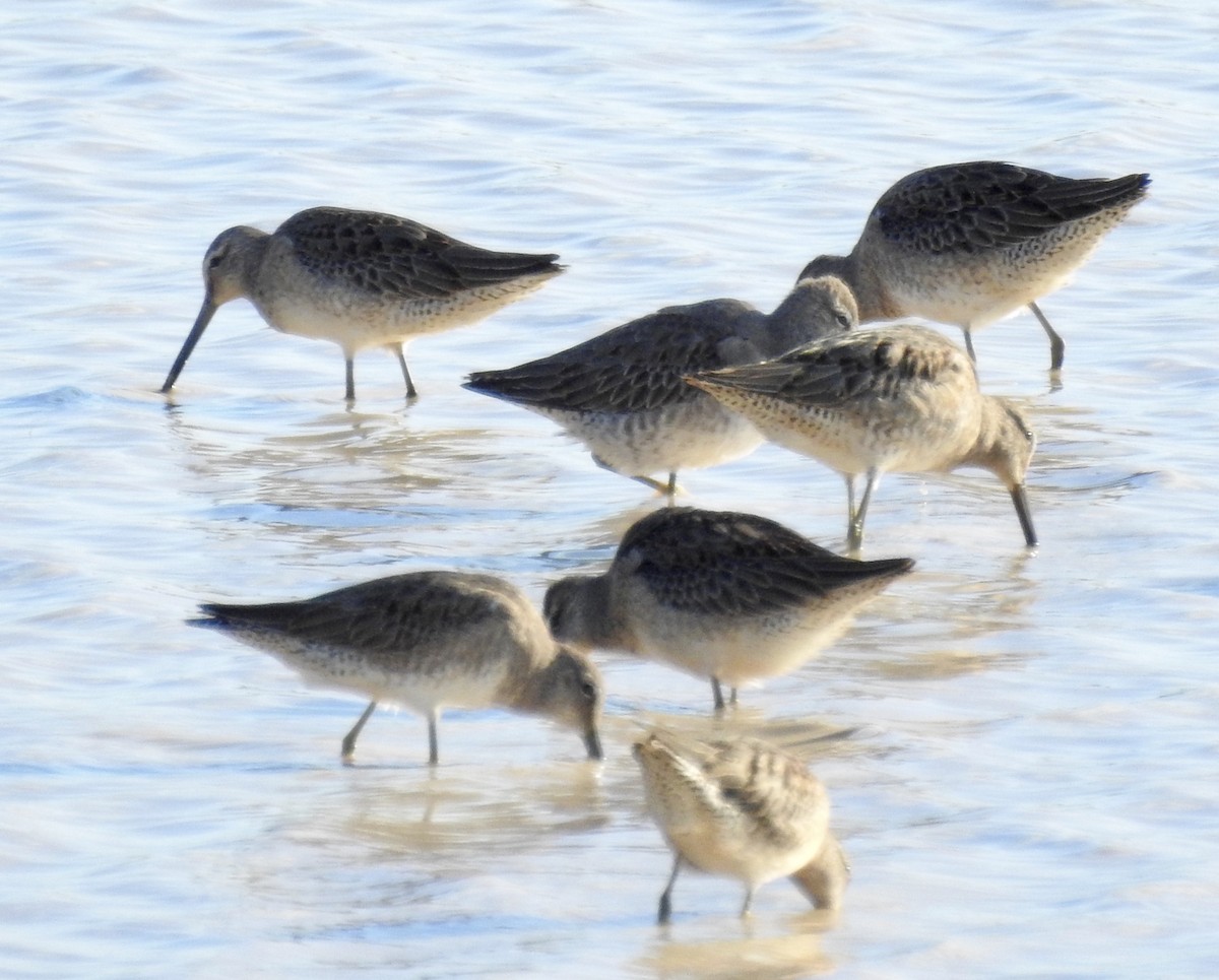 Long-billed Dowitcher - ML271823451