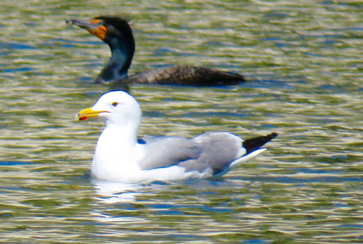 California Gull - ML27182411