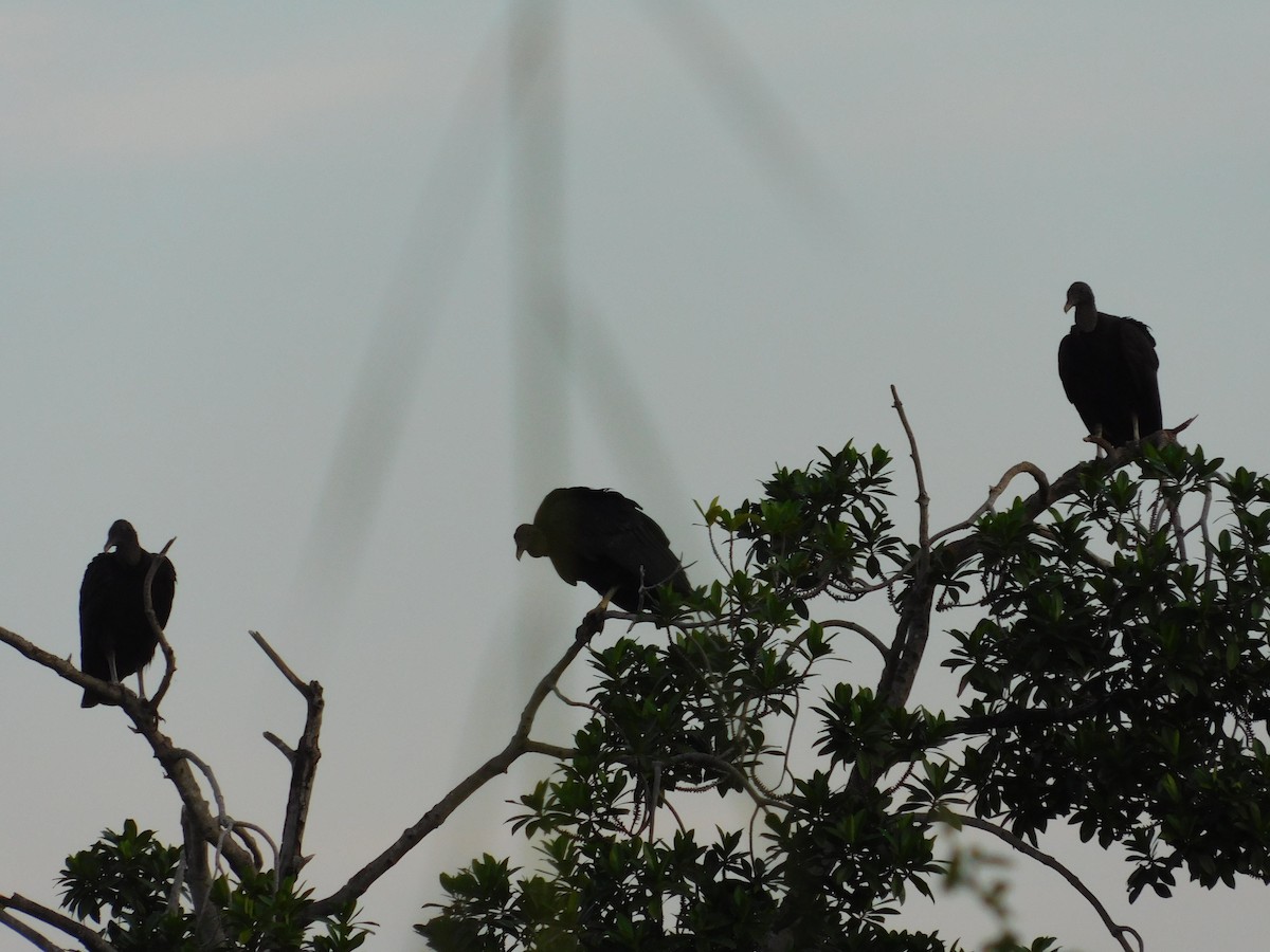 Black Vulture - Vicente Amado Gavidia Medina