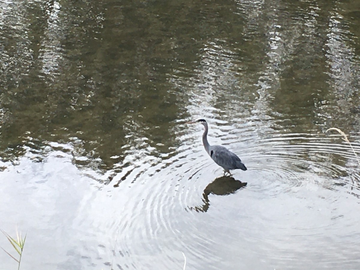 Great Blue Heron - ML271825401