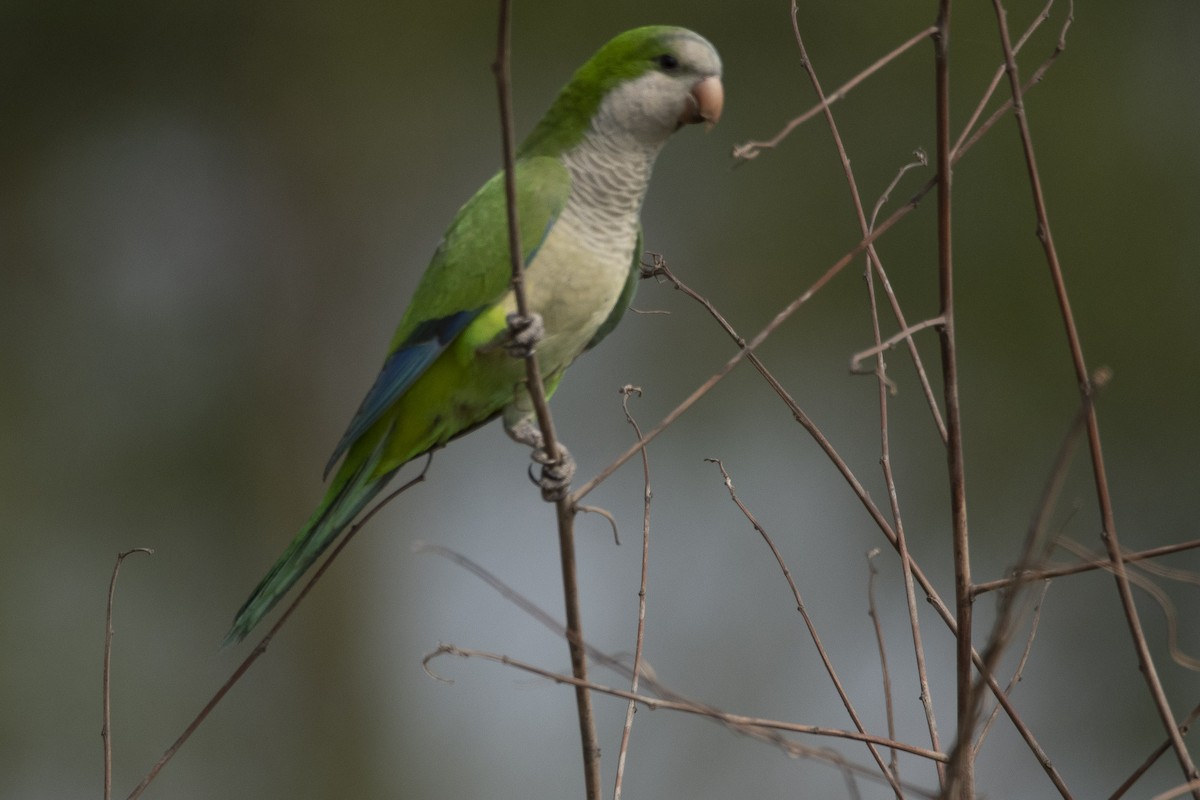 Monk Parakeet - Daniel Oscar Segovia