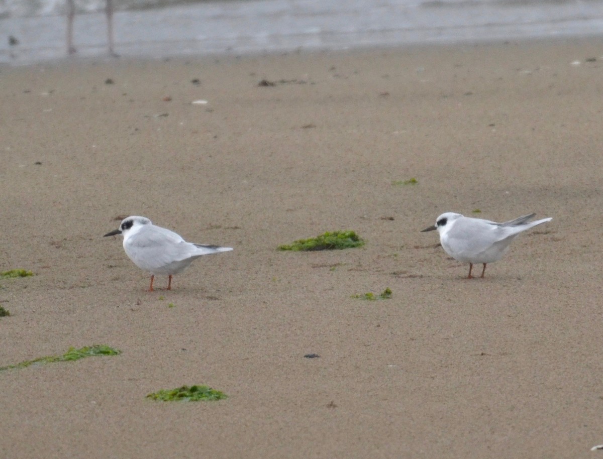 Forster's Tern - ML271828031