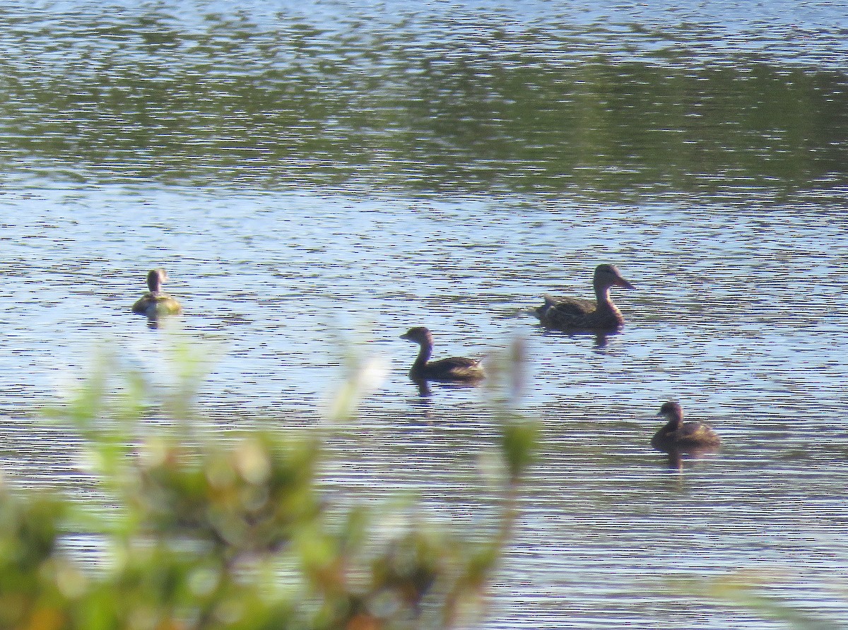 Pied-billed Grebe - ML271830531