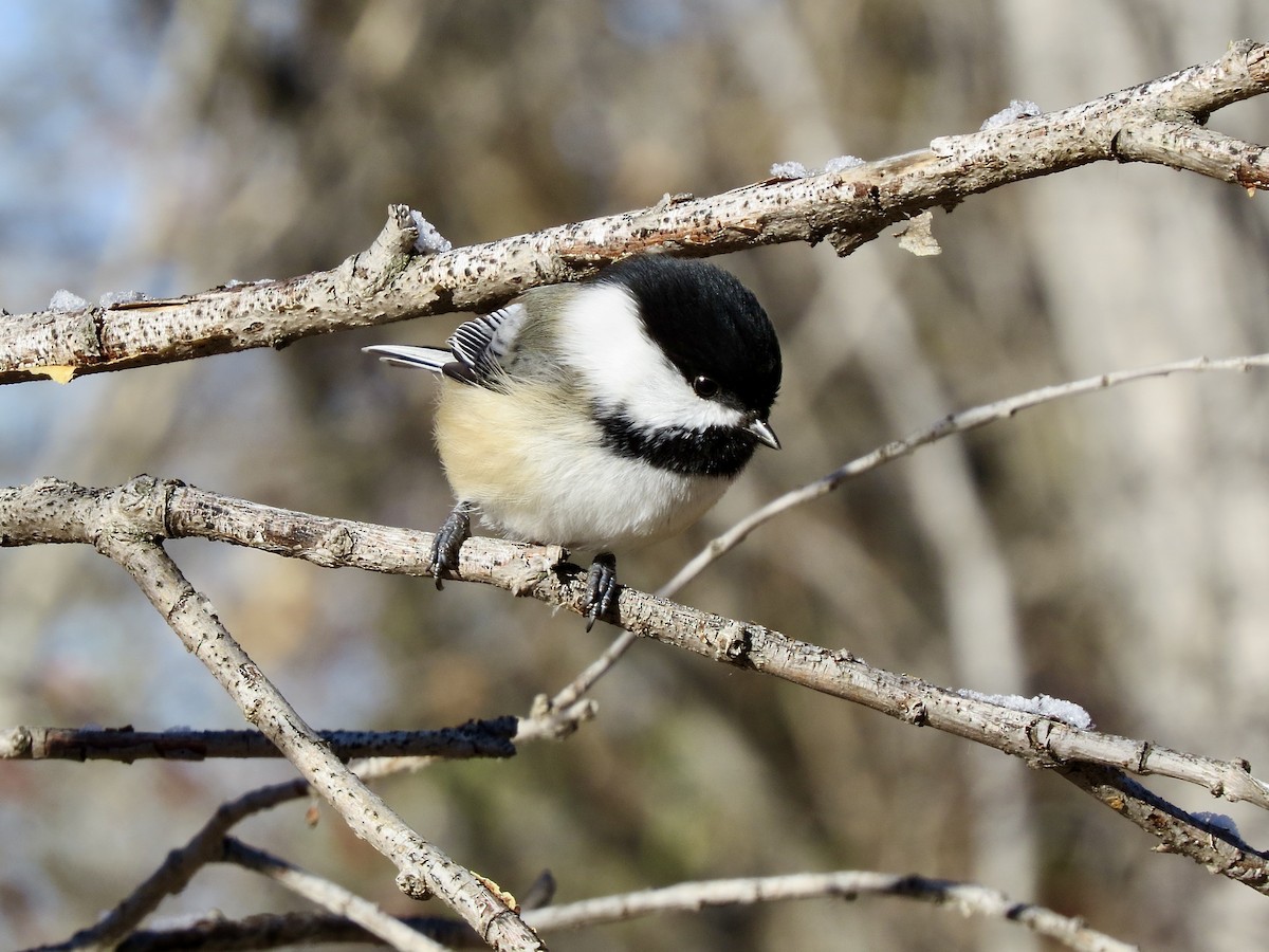 Black-capped Chickadee - Jody Allair