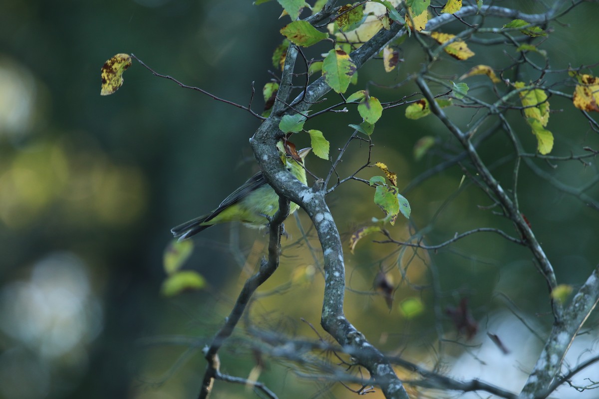 Summer/Scarlet Tanager - Sujata roy