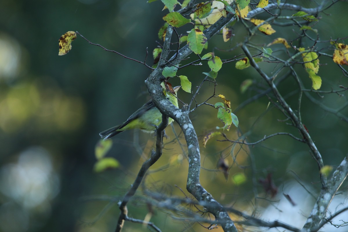 Summer/Scarlet Tanager - ML271832531