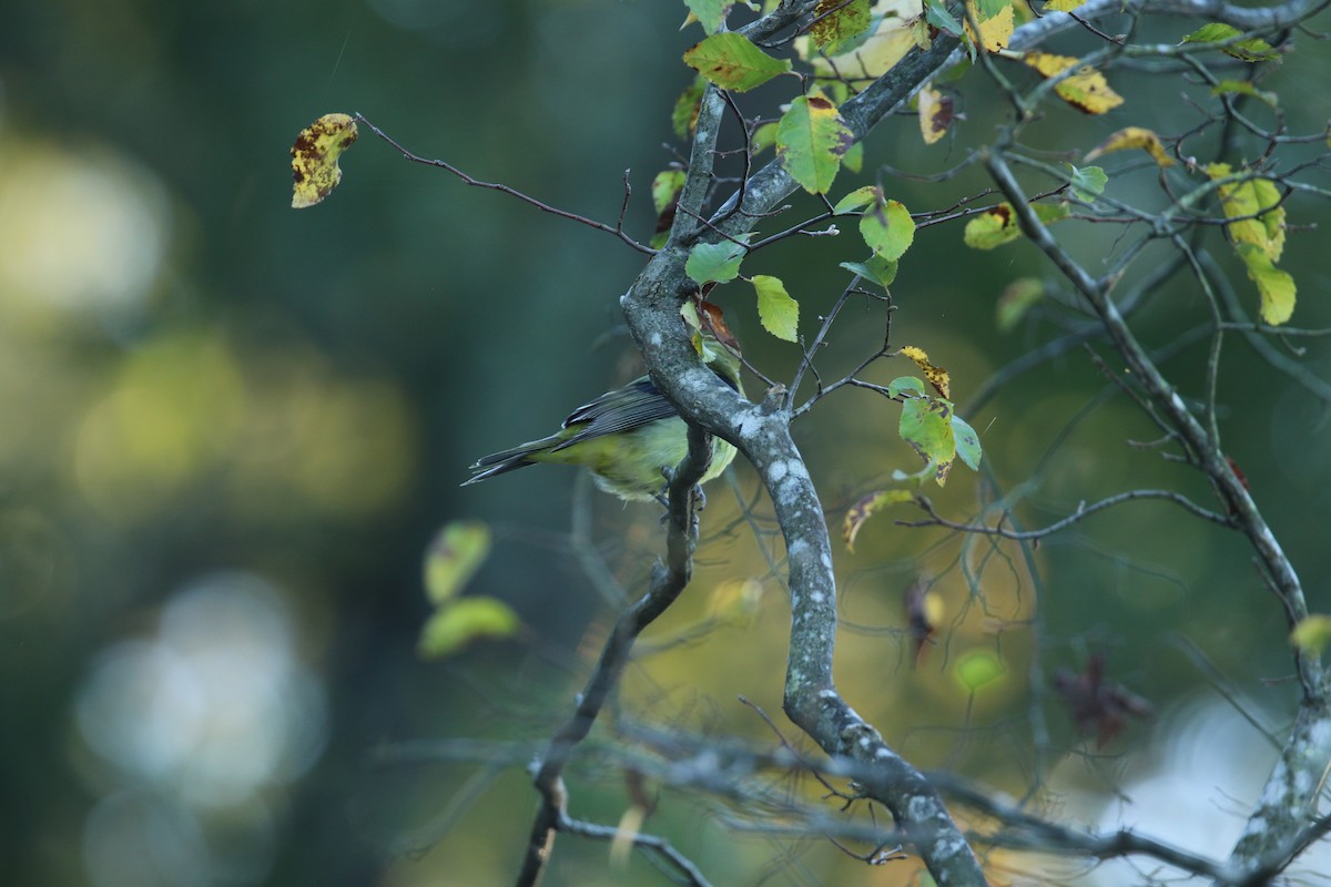 Summer/Scarlet Tanager - ML271832541